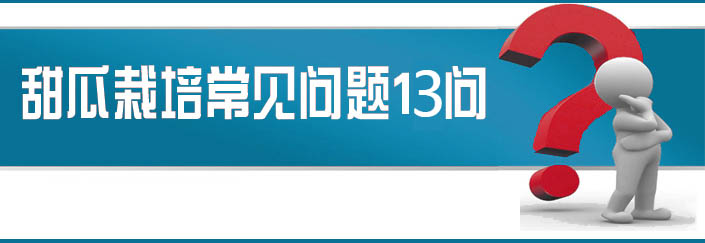 蔬菜種子栽培技術(shù)-<strong><font color='#006428'>甜瓜栽培常見(jiàn)問(wèn)題13問(wèn)？</font></strong>