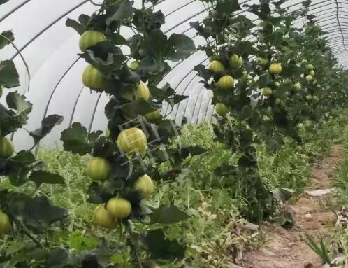 蔬菜種子種植戶客戶點(diǎn)評-我的乖乖，一株坐果15個(gè)，6元1斤，好賣得很！