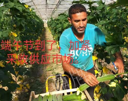 蔬菜種子種植戶客戶點(diǎn)評-羨慕！每公斤24元，“優(yōu)比1號”在法國的表現(xiàn)…