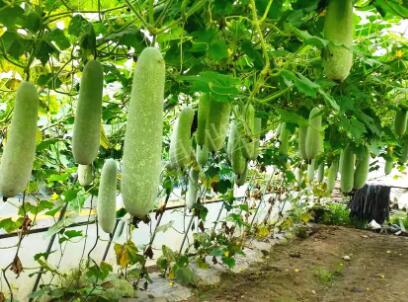 蔬菜種子種植戶客戶點(diǎn)評-我種的冬瓜，肉緊味甜，按個(gè)賣！