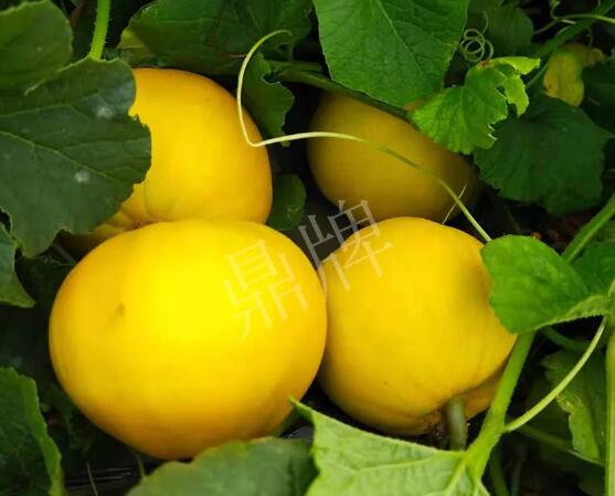 蔬菜種子種植戶客戶點(diǎn)評-純賺50萬，我這個(gè)“張大膽”榮光了一把！