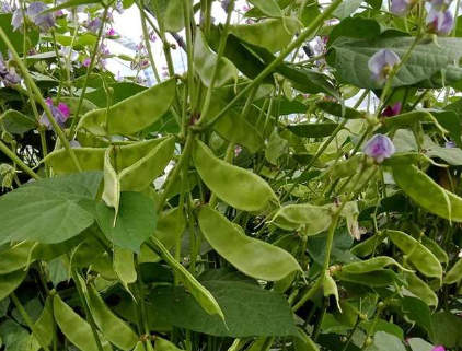 蔬菜種子種植戶客戶點(diǎn)評(píng)-一梭梭的，真是結(jié)坨了，“特早春”扁豆市斤批價(jià)達(dá)到10元
