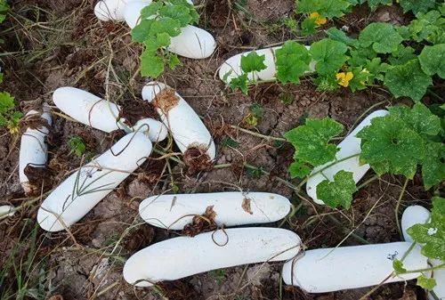 您種植過“堆堆瓜”嗎？看一看，地上全是瓜！一睹芳容
