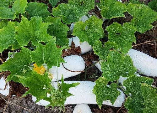 您種植過“堆堆瓜”嗎？看一看，地上全是瓜！一睹芳容