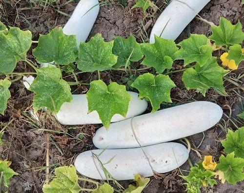 您種植過“堆堆瓜”嗎？看一看，地上全是瓜！一睹芳容