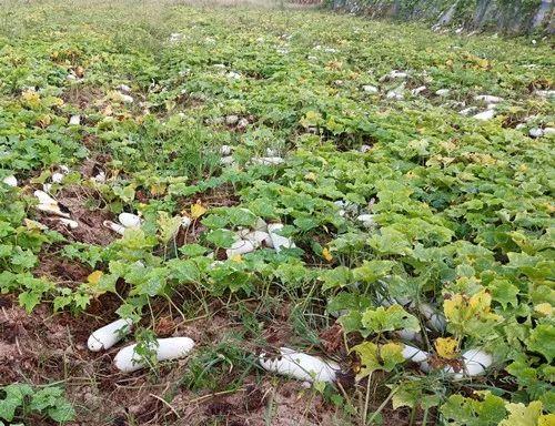 您種植過“堆堆瓜”嗎？看一看，地上全是瓜！一睹芳容