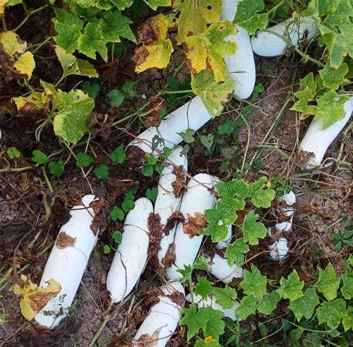 您種植過“堆堆瓜”嗎？看一看，地上全是瓜！一睹芳容