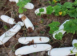 蔬菜種子種植戶客戶點評-您種植過“堆堆瓜”嗎？看一看，地上全是瓜！一睹芳容！