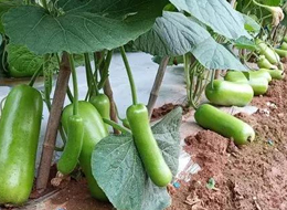 蔬菜種子種植戶客戶點評-浙江菜農(nóng)種植的鼎牌瓠瓜喜獲豐收，又賣上了好價錢!