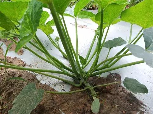 菜農種植無需噴農藥的蔬菜，不僅栽培簡單、而且效益高