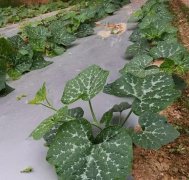 蔬菜種子種植戶客戶點評-無需噴農(nóng)藥的蔬菜，栽培簡單、效益高！
