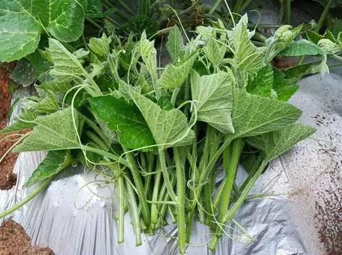 菜農種植無需噴農藥的蔬菜，不僅栽培簡單、而且效益高