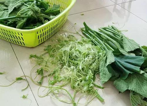 菜農種植無需噴農藥的蔬菜，不僅栽培簡單、而且效益高