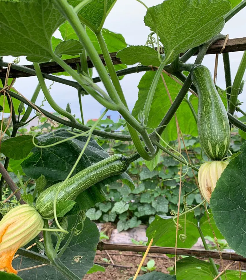 3元1斤的健美蜜本南瓜快成熟了，緬甸種植戶發(fā)來圖片與視頻