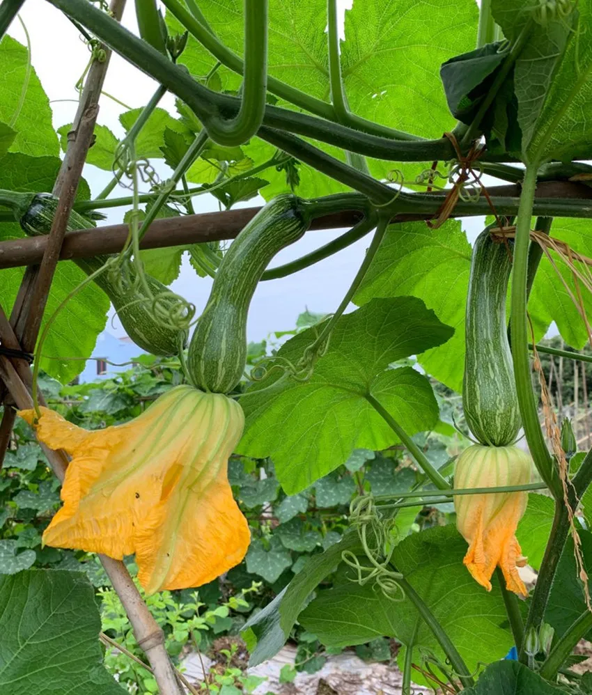 3元1斤的健美蜜本南瓜快成熟了，緬甸種植戶發(fā)來圖片與視頻