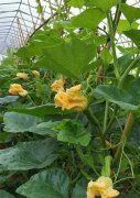蔬菜種子種植戶客戶點(diǎn)評(píng)-在大棚內(nèi)栽培“健美蜜本”南瓜，怎么樣？看菜農(nóng)石昌斌發(fā)來的圖片