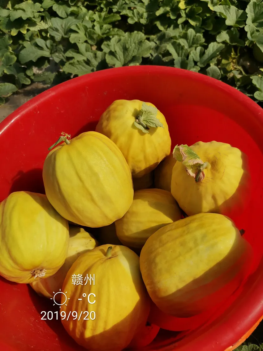 高溫季節(jié)種植甜瓜，什么品種最好？這個(gè)品種是秋季上市的專用品種