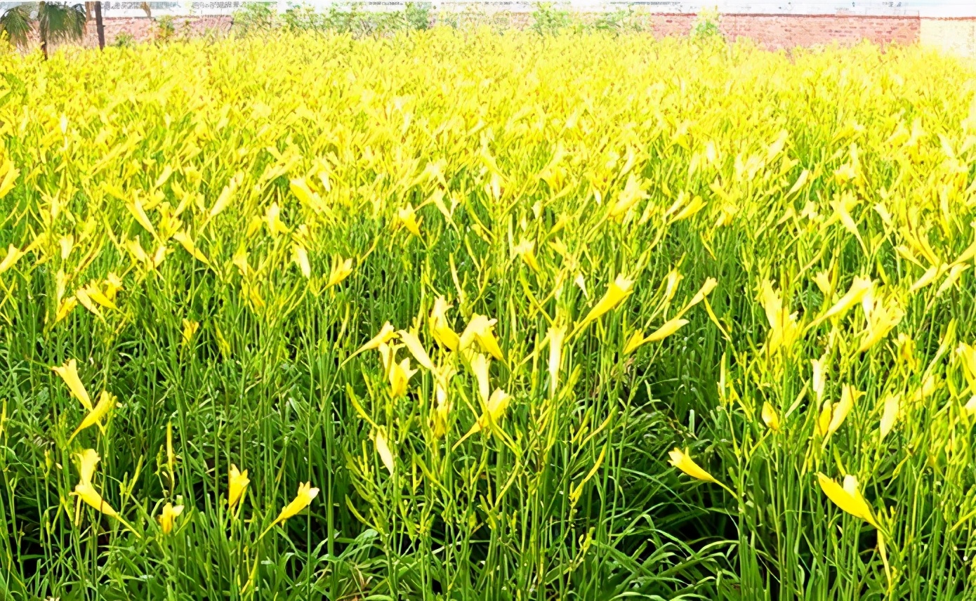一斤接近20塊，原來它才是最火的國(guó)民蔬菜！全國(guó)都適種