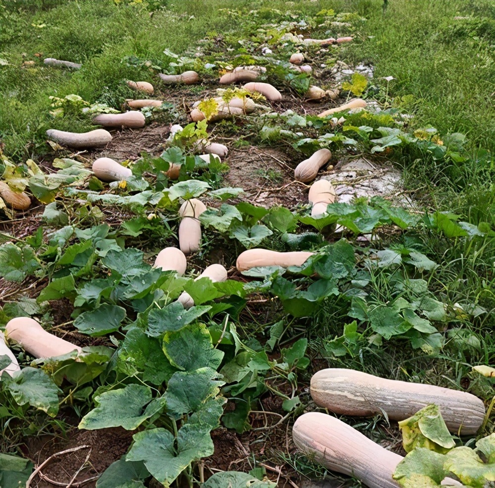 一位轉(zhuǎn)業(yè)后的特種兵，辦農(nóng)場(chǎng)種瓜菜，靠1個(gè)優(yōu)點(diǎn)，年賺200萬