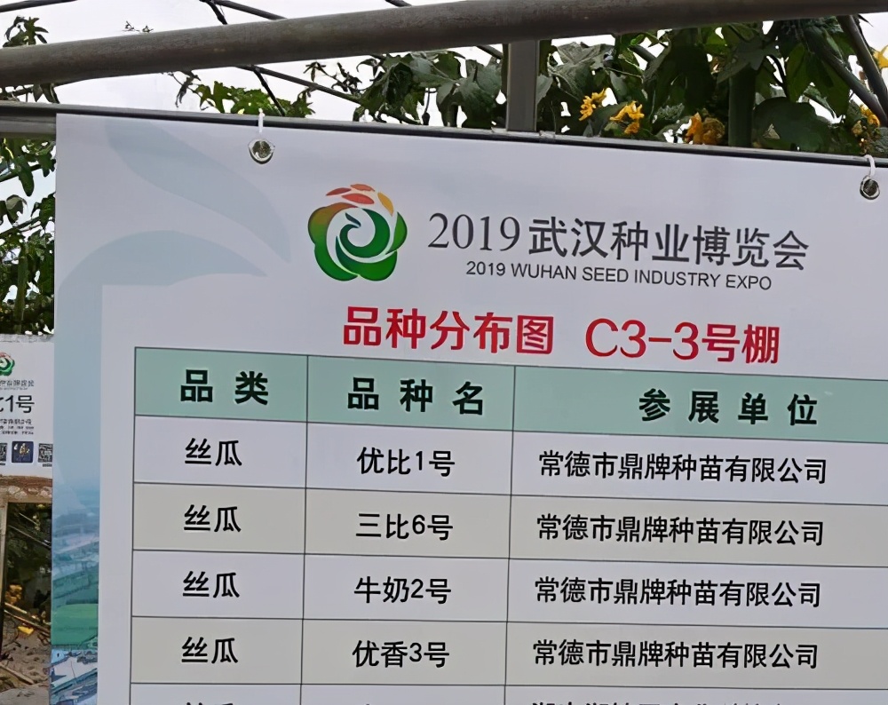 這個(gè)絲瓜畝產(chǎn)可達(dá)8000公斤，菜農(nóng)2021年致富的絲瓜品種