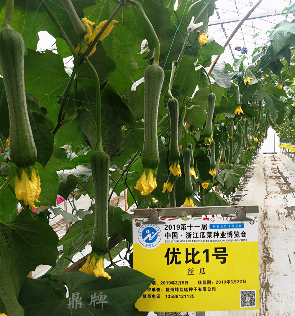 這個(gè)絲瓜畝產(chǎn)可達(dá)8000公斤，菜農(nóng)2021年致富的絲瓜品種