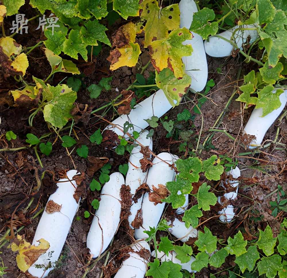 畝產(chǎn)值可達(dá)3萬元的冬瓜終上市，21年科研沉淀成就它