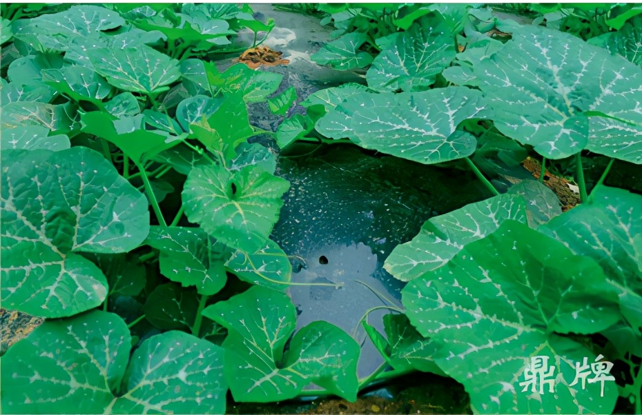 種這種綠葉菜，栽培輕松，畝產(chǎn)值過(guò)萬(wàn)元，菜農(nóng)表示很劃算