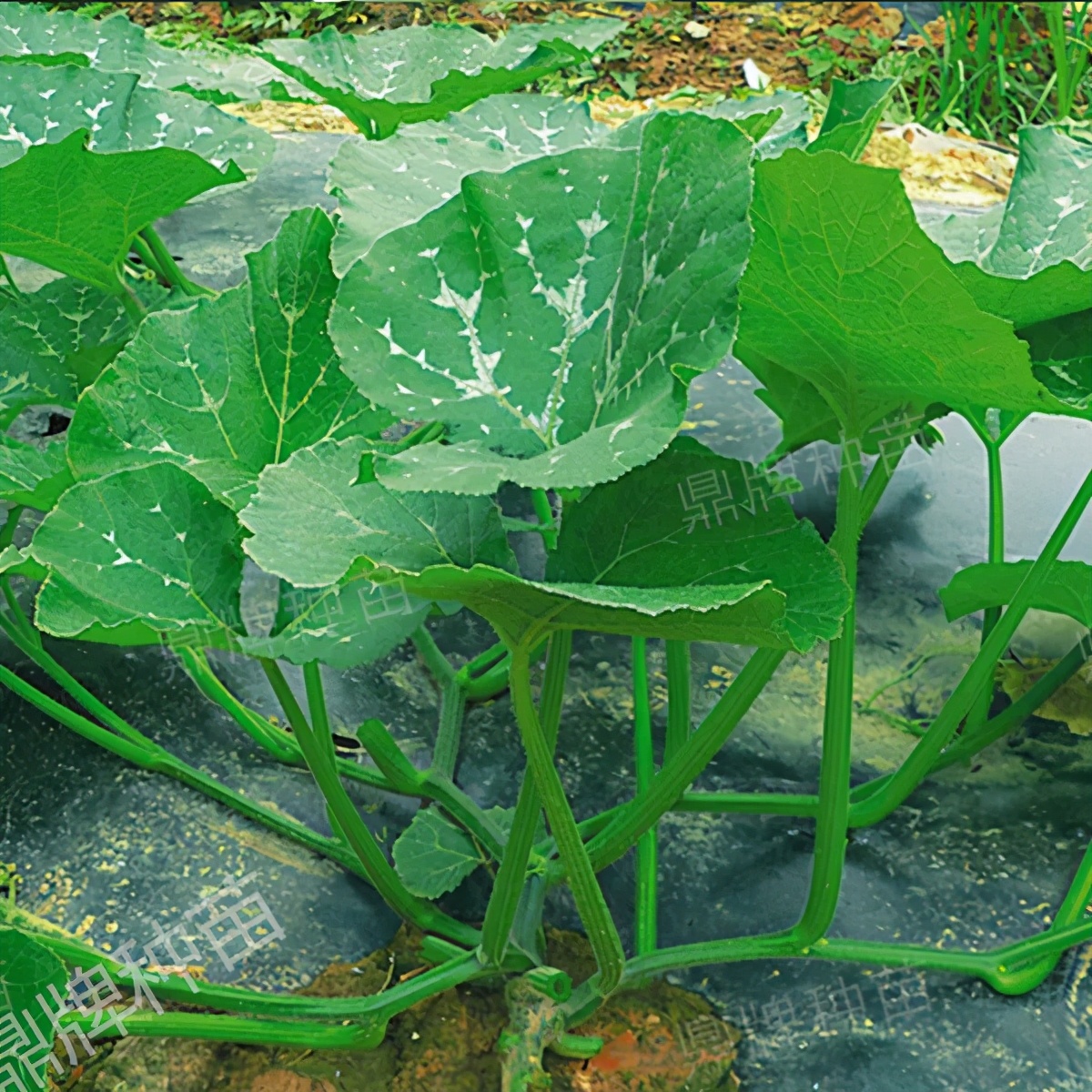 種這種綠葉菜，栽培輕松，畝產(chǎn)值過(guò)萬(wàn)元，菜農(nóng)表示很劃算