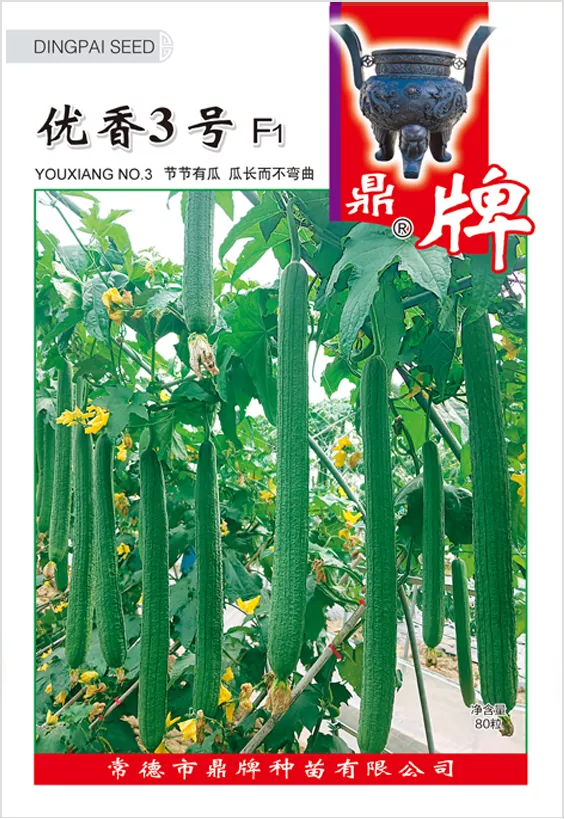 它是絲瓜種植戶的新選擇，節(jié)節(jié)有瓜，瓜長而不彎曲