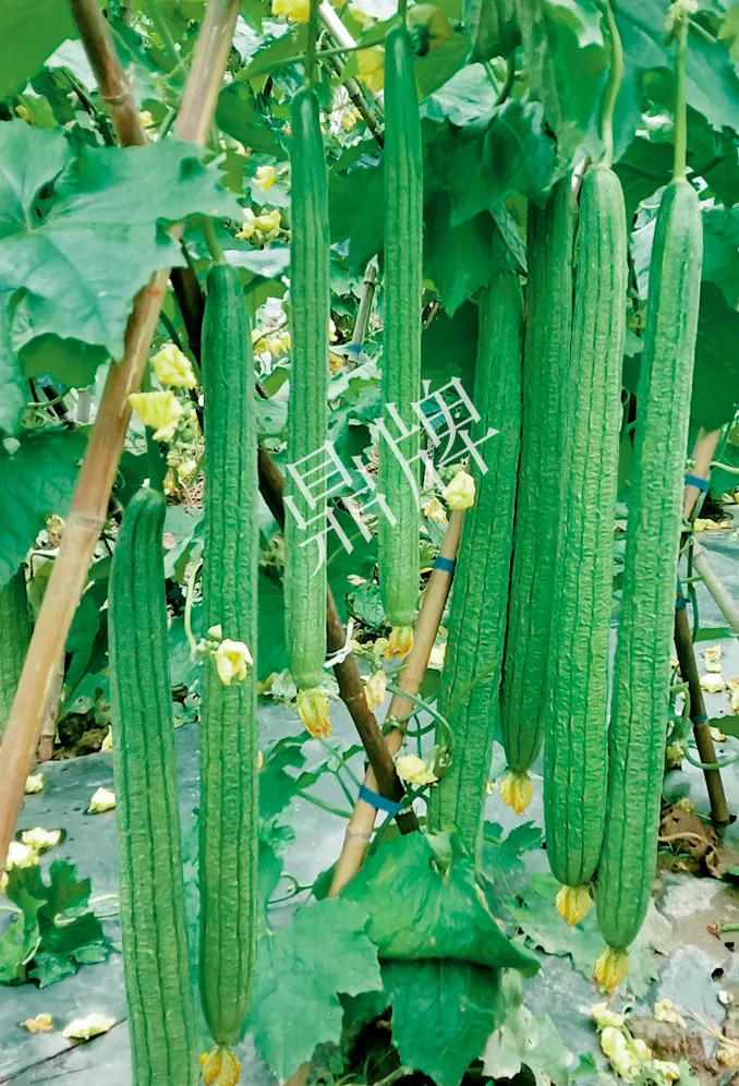 它是絲瓜種植戶的新選擇，節(jié)節(jié)有瓜，瓜長而不彎曲