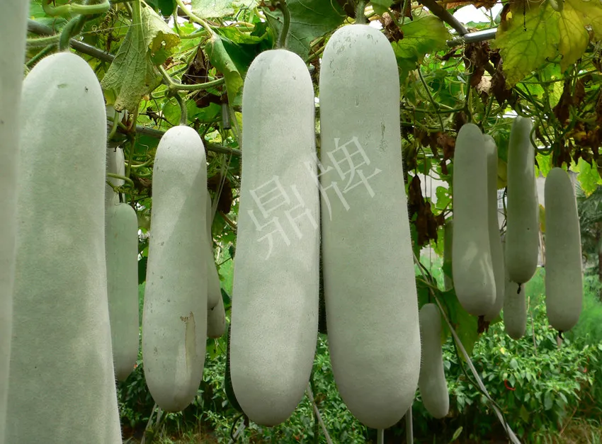 這個品種太優(yōu)秀了！耐儲耐運，適合大面積種植，菜農(nóng)瓜販都喜歡