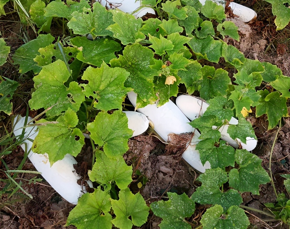 這個品種太優(yōu)秀了！耐儲耐運，適合大面積種植，菜農(nóng)瓜販都喜歡