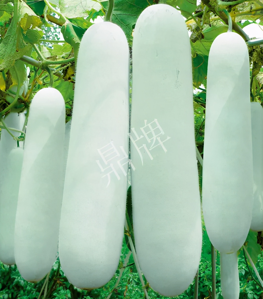 這個品種太優(yōu)秀了！耐儲耐運，適合大面積種植，菜農(nóng)瓜販都喜歡