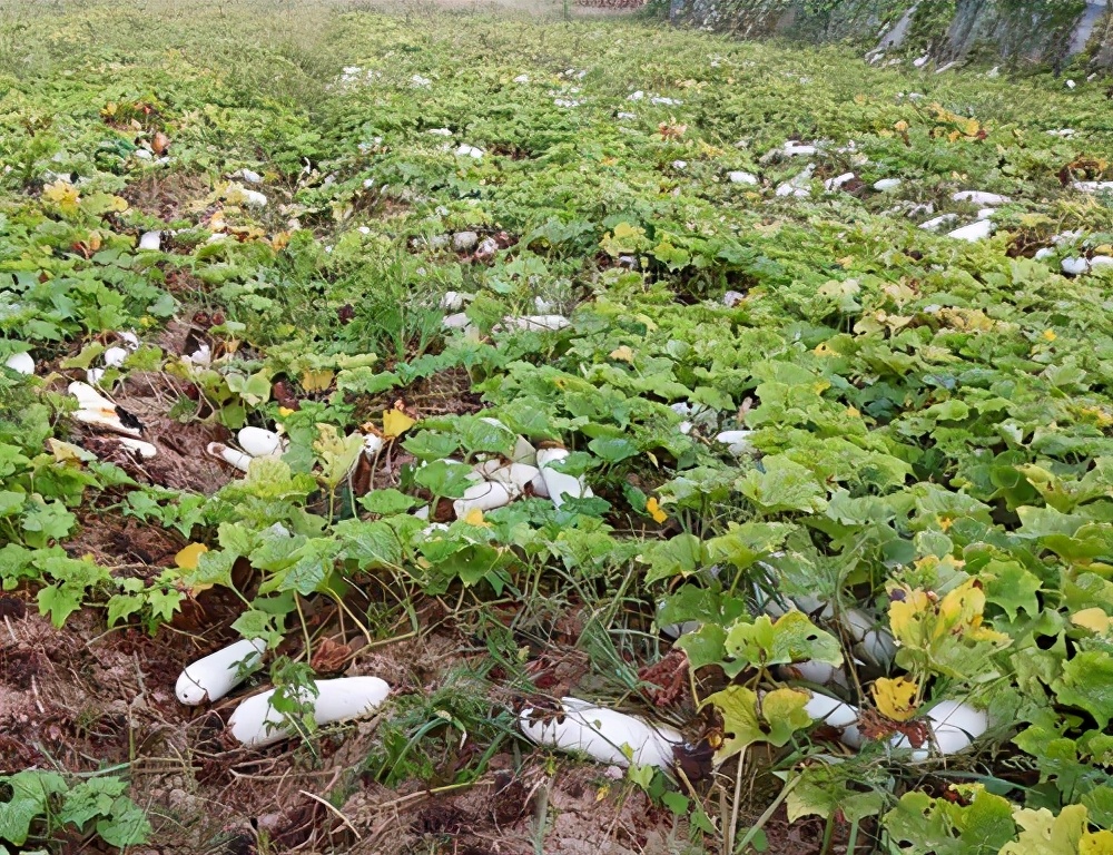 這個品種太優(yōu)秀了！耐儲耐運，適合大面積種植，菜農(nóng)瓜販都喜歡