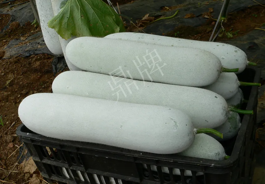 這個品種太優(yōu)秀了！耐儲耐運，適合大面積種植，菜農(nóng)瓜販都喜歡