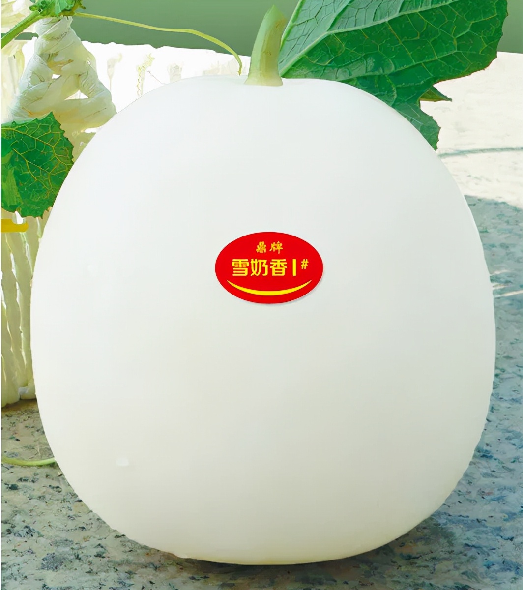河南焦作的李向林今年種植甜瓜新品種，客戶直接拉貨走人