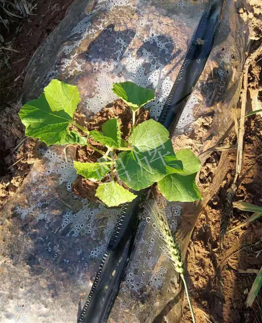 河南焦作的李向林今年種植甜瓜新品種，客戶直接拉貨走人