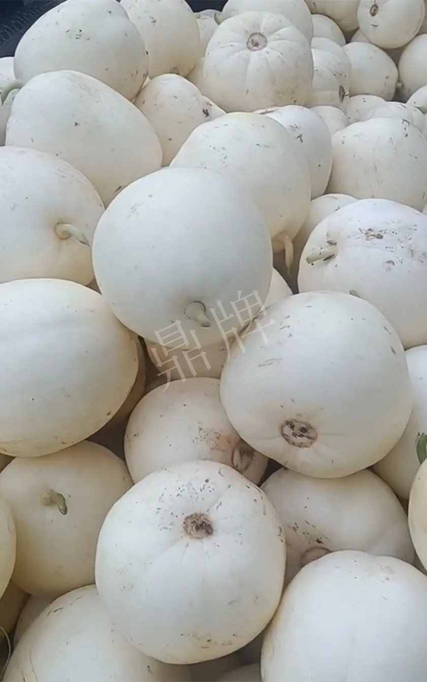 河南焦作的李向林今年種植甜瓜新品種，客戶直接拉貨走人
