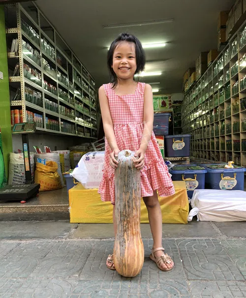 四川農(nóng)戶今年種“健美蜜本”南瓜產(chǎn)量高，品質(zhì)好，感覺巴適得很