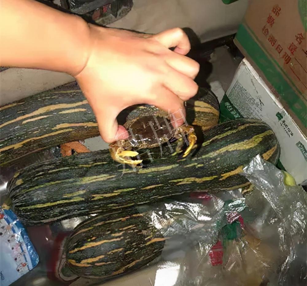 四川農(nóng)戶今年種“健美蜜本”南瓜產(chǎn)量高，品質(zhì)好，感覺巴適得很