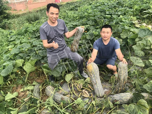 四川農(nóng)戶今年種“健美蜜本”南瓜產(chǎn)量高，品質(zhì)好，感覺巴適得很