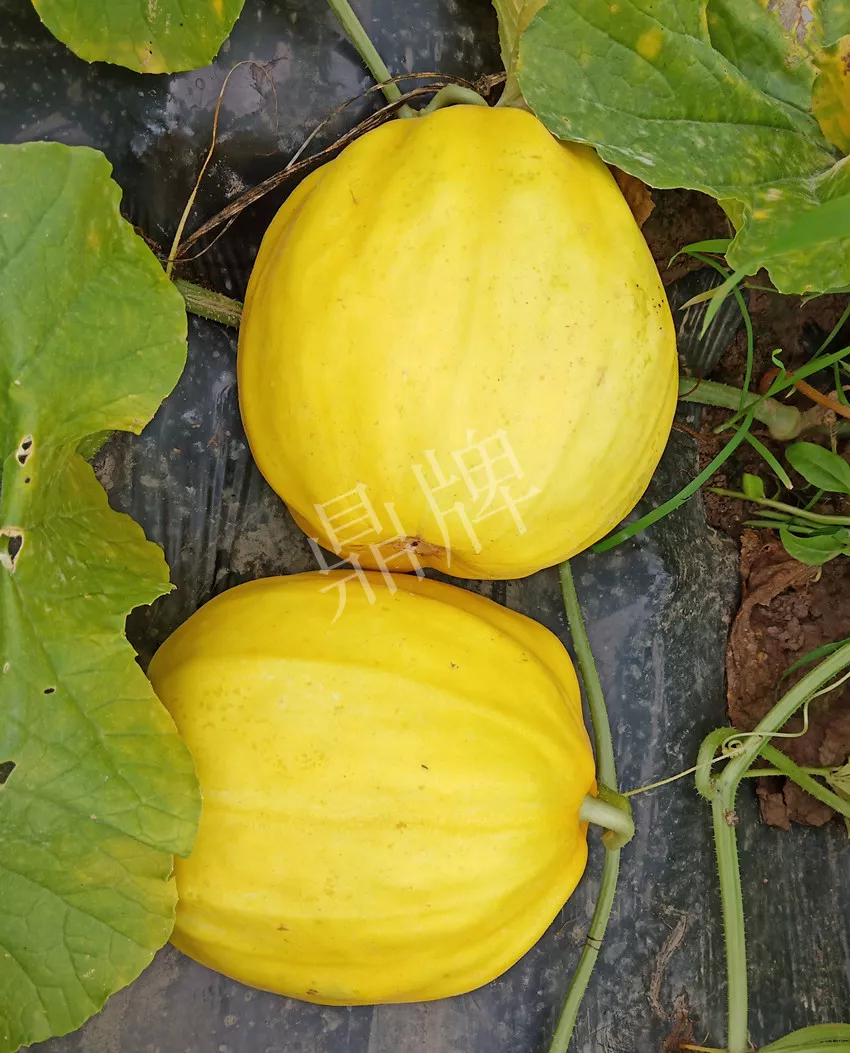 婁底瓜農(nóng)純賺50萬(wàn)，我這個(gè)“張大膽”榮光了一把
