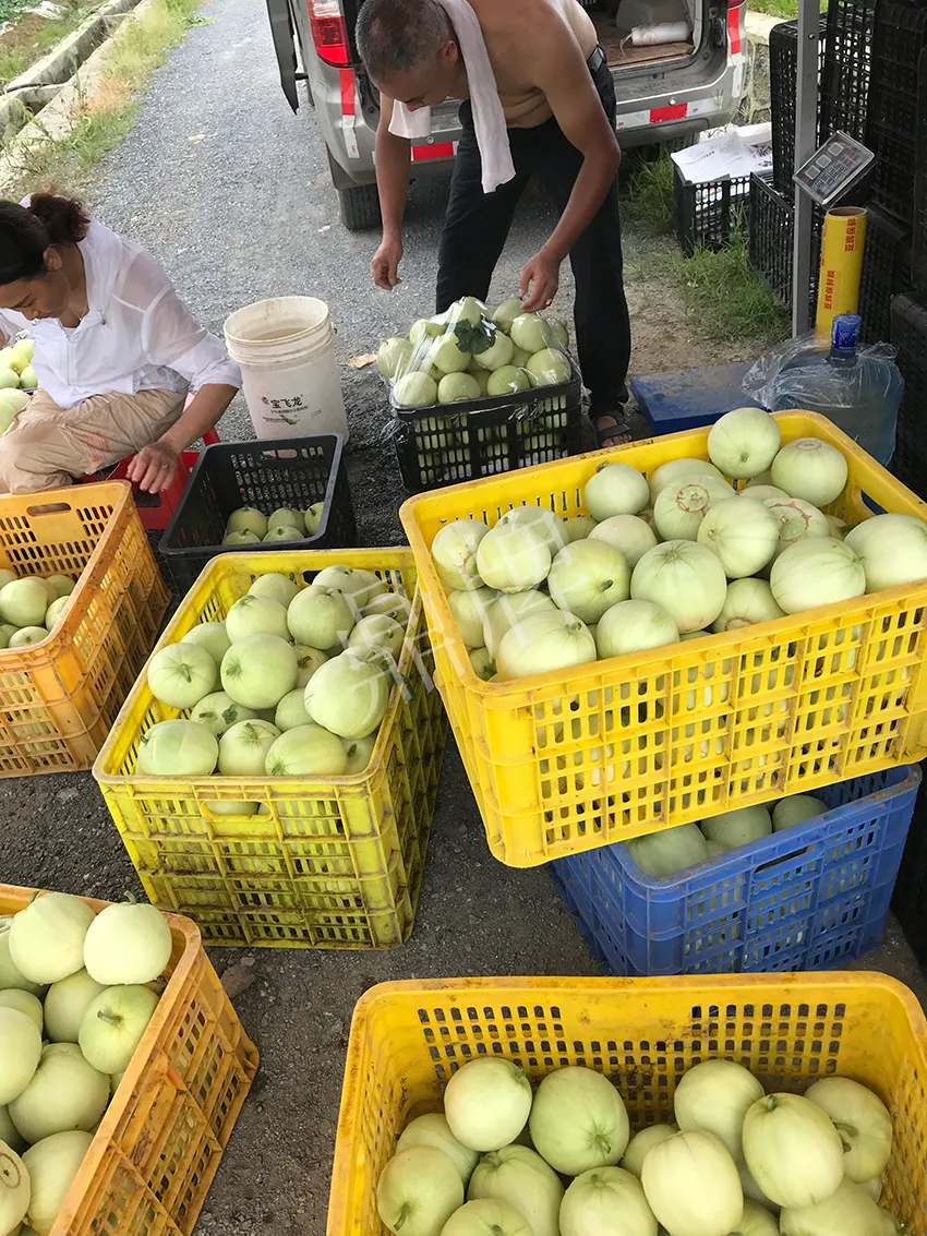 郴州農戶種植新品種，果實又香又甜，很好賣