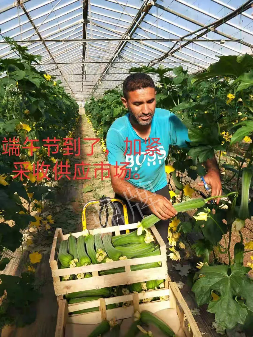 鎮(zhèn)江的何青萍，在法國(guó)種植“優(yōu)比1號(hào)”每公斤24元