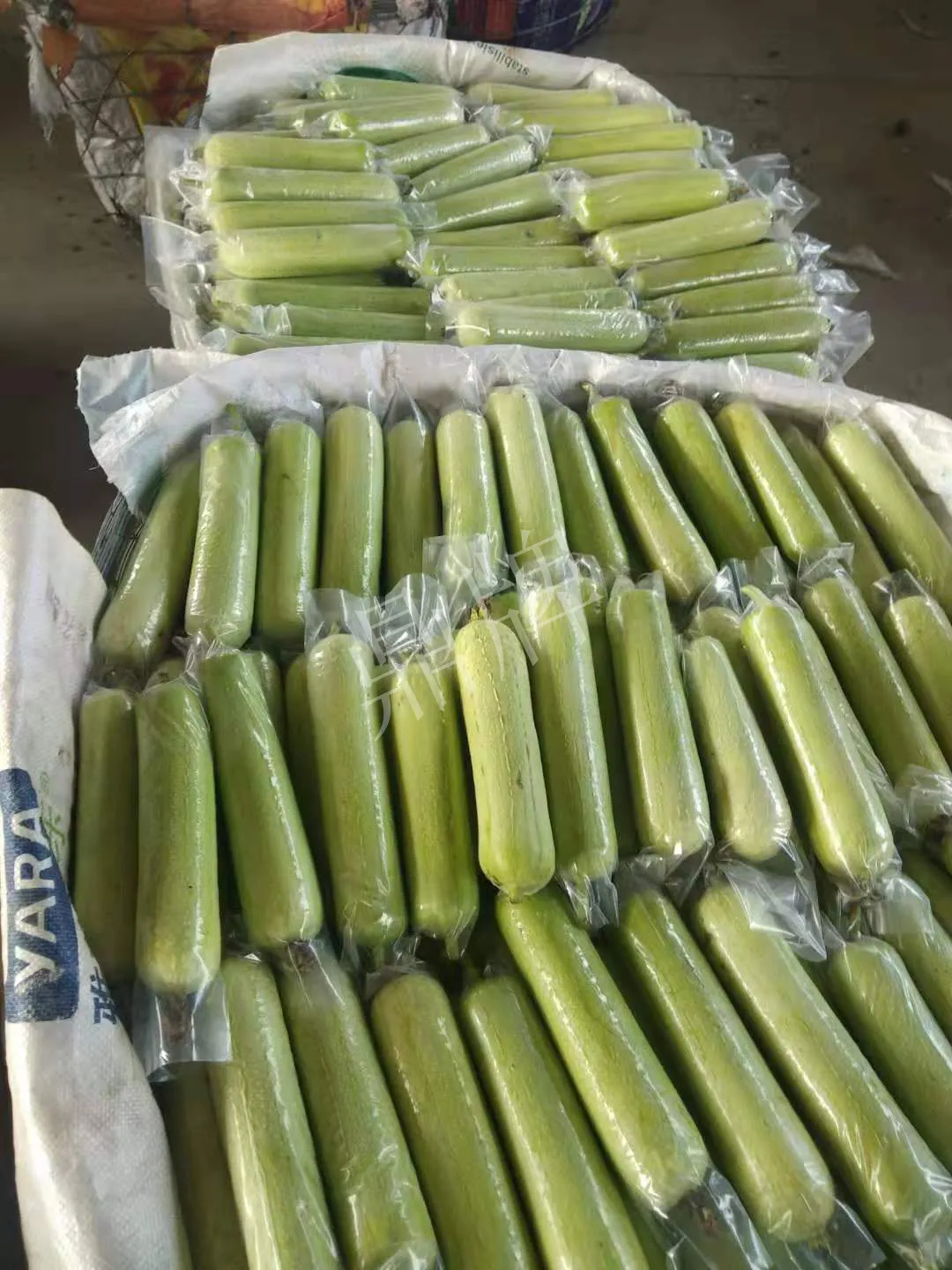 這個絲瓜每畝能掙3萬，沒種植的農(nóng)戶后悔得拍大腿