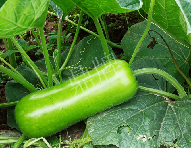 蔬菜種子種植戶客戶點評-牛逼！我露地栽培的瓠瓜，比別人大棚的還早上市！