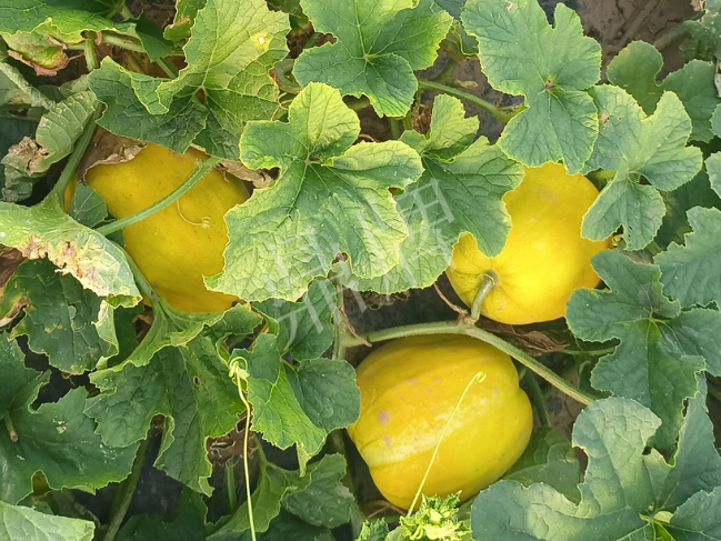 蔬菜種子種植戶客戶點評-種它！種它！高溫季節(jié)就種它！