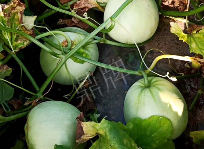 蔬菜種子種植戶客戶點評-種植這個品種，謹(jǐn)防小偷?。。?></a></div>
          <div   id=