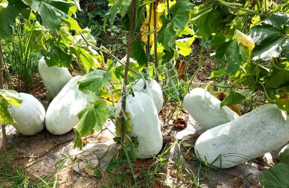 蔬菜種子種植戶客戶點評-驚訝！炎炎烈日下，小孩大聲喊：“大雪球！大雪球……”怎樣一回事？