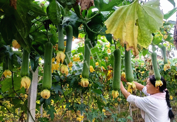 蔬菜種子種植戶客戶點評-8月，持續(xù)高溫下，這種絲瓜少見，少見！